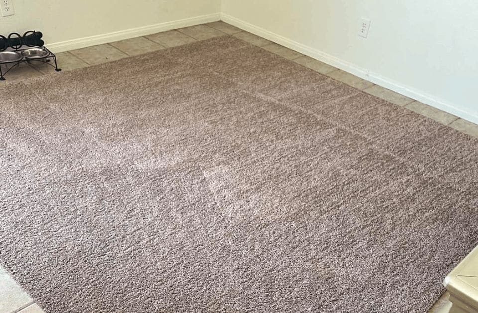 Pet stain and odor removal in North Las Vegas